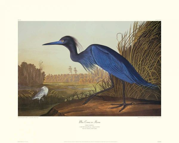 Blue Crane Or Heron (decorative border)