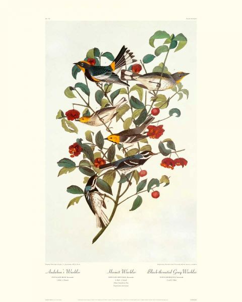 Audubons Warbler (decorative border)
