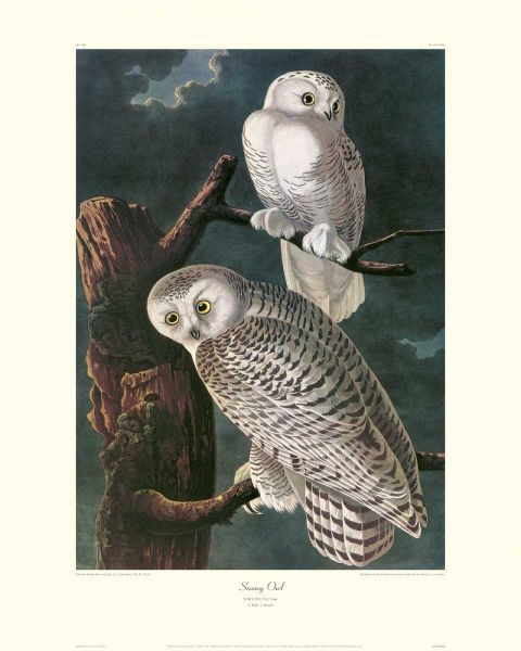 Snowy Owl (decorative border)