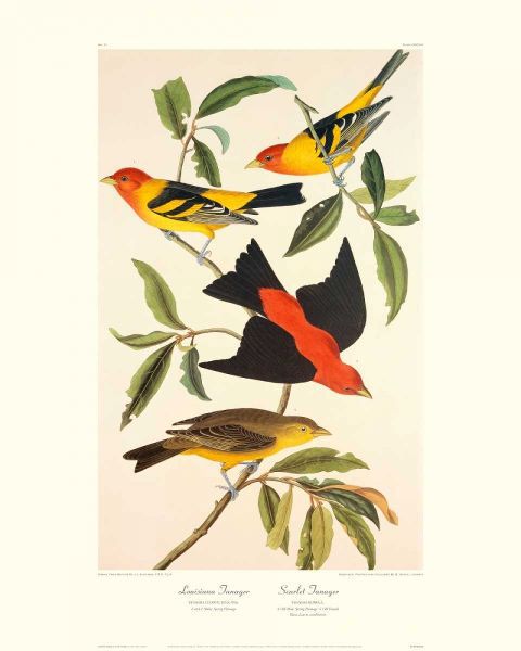 Louisiana Tanager, Scarlet Tanager (decorative border)