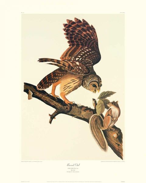Barred Owl (decorative border)