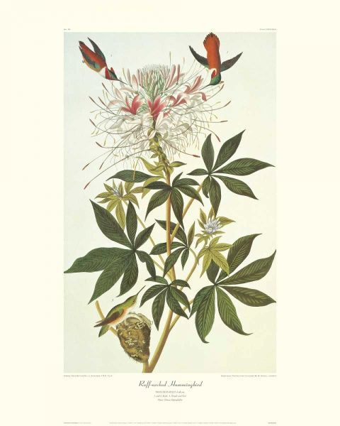 Ruff-Necked Hummingbird (decorative border)