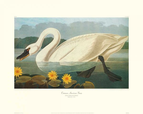 Common American Swan (decorative border)