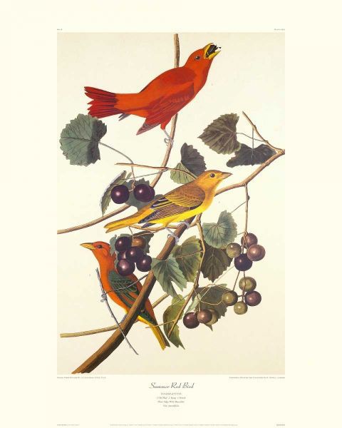 Summer Red Bird (decorative border)
