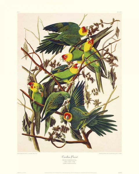 Carolina Parrot (decorative border)