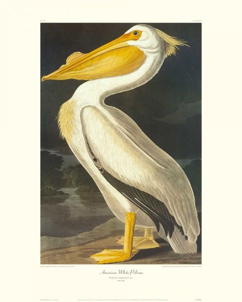 American White Pelican (decorative border)