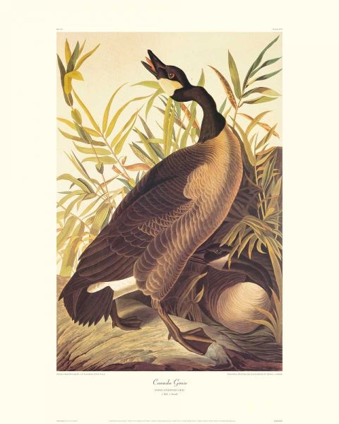 Canada Goose (decorative border)