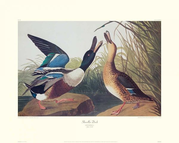 Shoveller Duck (decorative border)