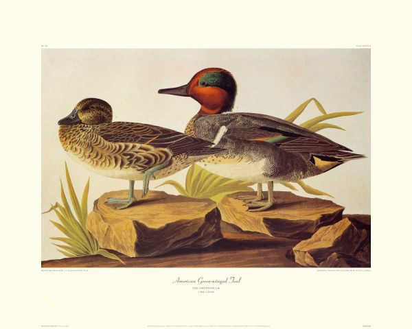 American Green-Winged Teal (decorative border)