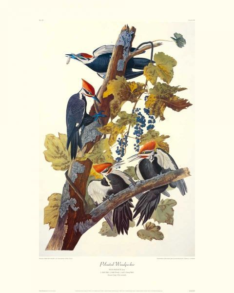 Pileated Woodpecker (decorative border)