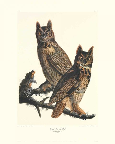Great Horned Owl (decorative border)