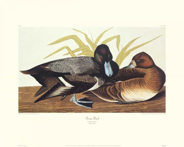 Scaup Duck (decorative border)