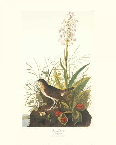Tawny Thrush (decorative border)