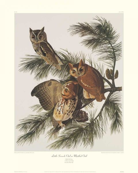 Little Screech Owl or Mottled Owl (decorative border)