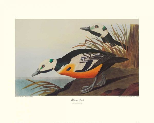 Western Duck (decorative border)