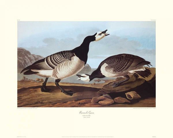 Barnacle Goose (decorative border)