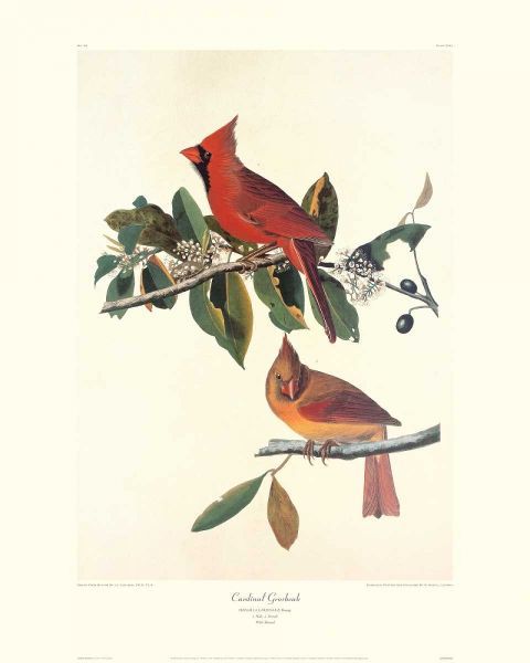 Cardinal Grosbeak (decorative border)
