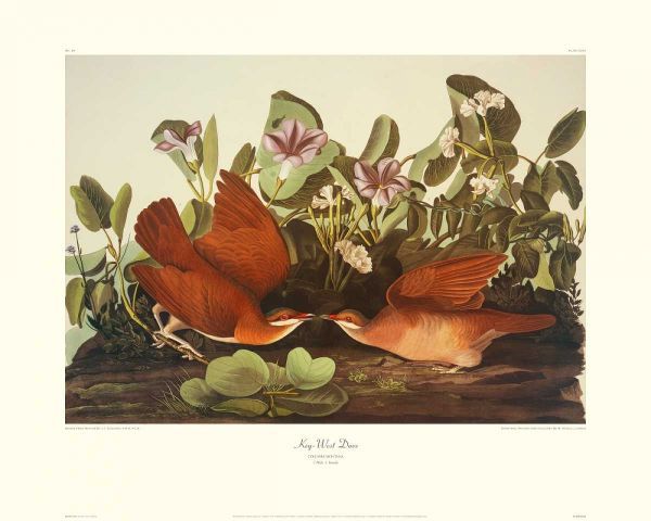Key-West Dove (decorative border)