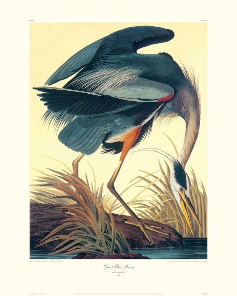 Great Blue Heron (decorative border)