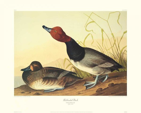 Red-Headed Duck (decorative border)