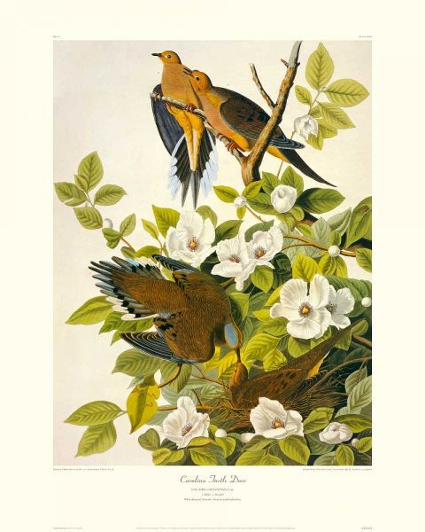 Carolina Pigeon or Turtle Dove (decorative border)