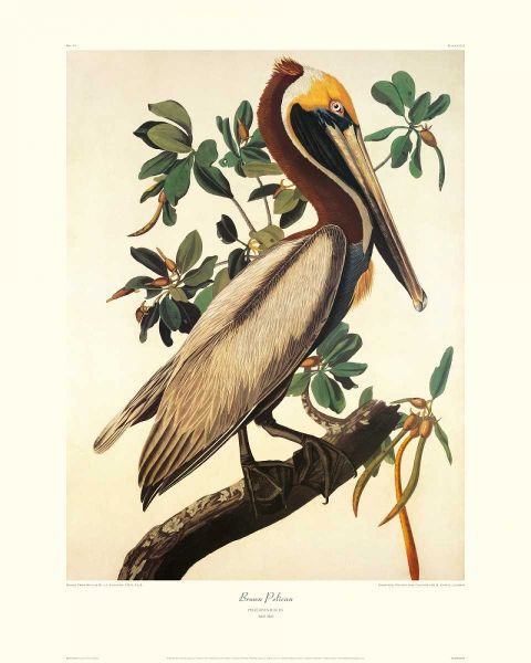 Brown Pelican (decorative border)