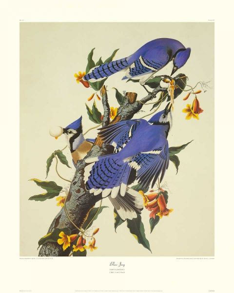 Blue Jay (decorative border)