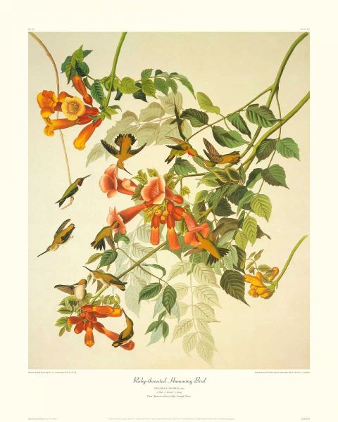 Ruby-Throated Hummingbird (decorative border)
