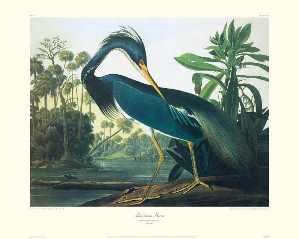 Louisiana Heron (decorative border)