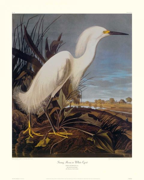 Snowy Heron Or White Egret (decorative border)