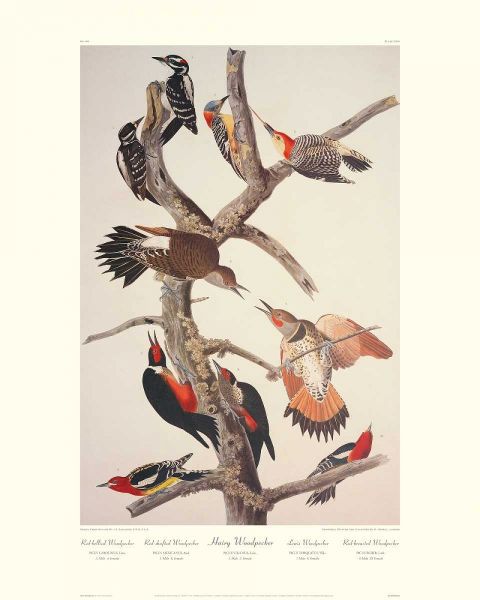 Hairy Woodpecker (decorative border)