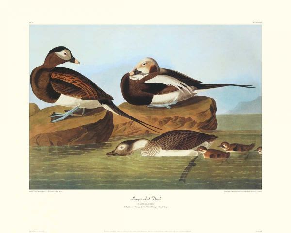 Long-Tailed Duck (decorative border)
