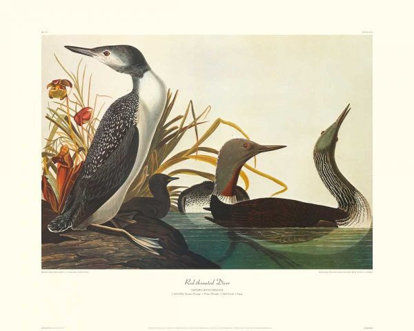 Red-Throated Diver (decorative border)