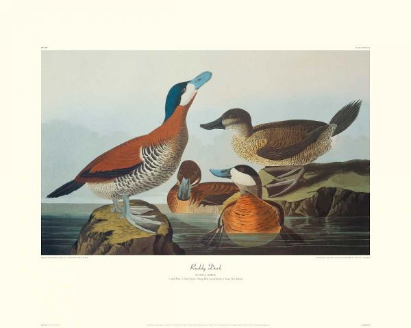 Ruddy Duck (decorative border)