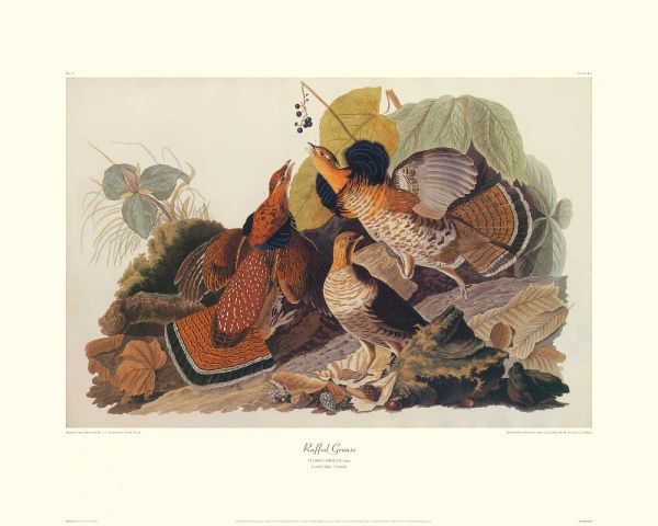 Ruffed Grouse (decorative border)