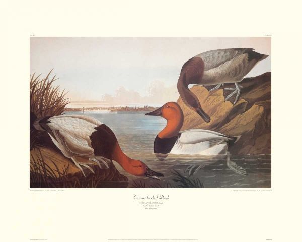 Canvas-Backed Duck (decorative border)