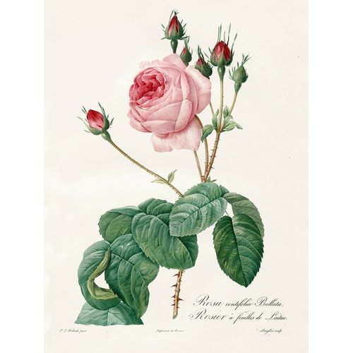 Rosa Centrifolia Bullata