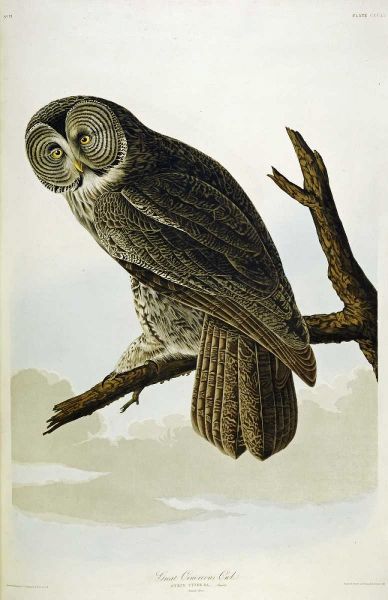 Great Cinereous Owl