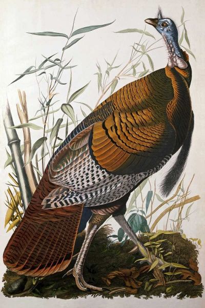 Wild Turkey, Male