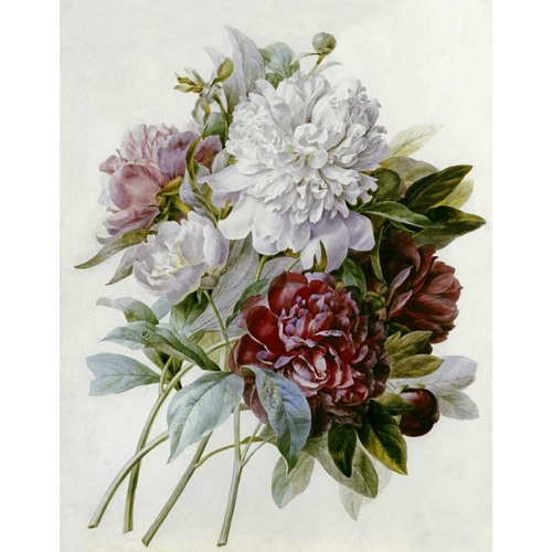 A Bouquet of Red, Pink and White Peonies