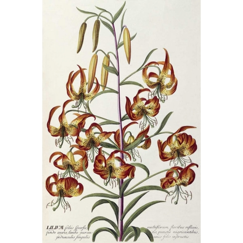 Lilium - Plantae Selectae