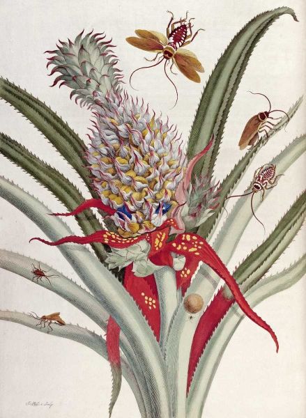 Pineapple - Ananas With Surinam Insects