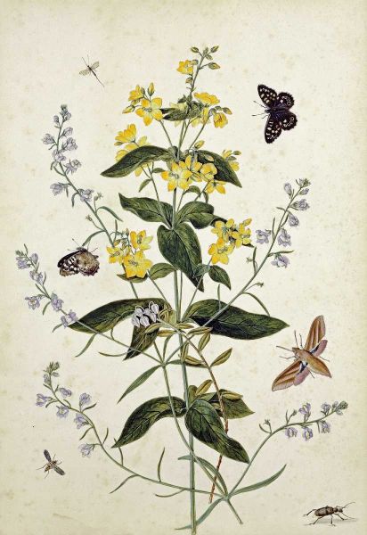Yellow Loosestrife and Other Wild Flowers