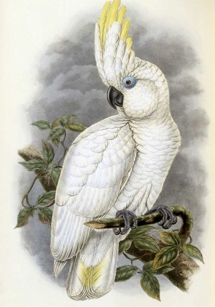 Blue-Eyed Cockatoo
