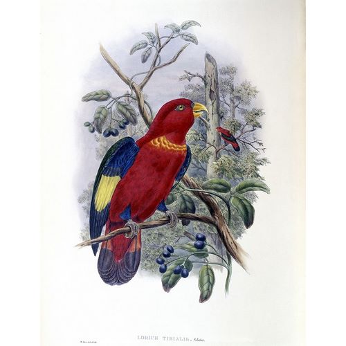 Blue-Thighed Lory