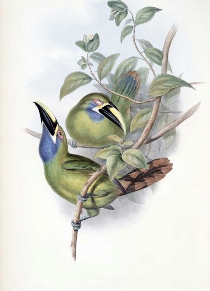 Blue-Throated Groove-Bill - Toucan
