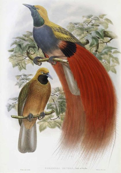 Grey-Chested Bird of Paradise