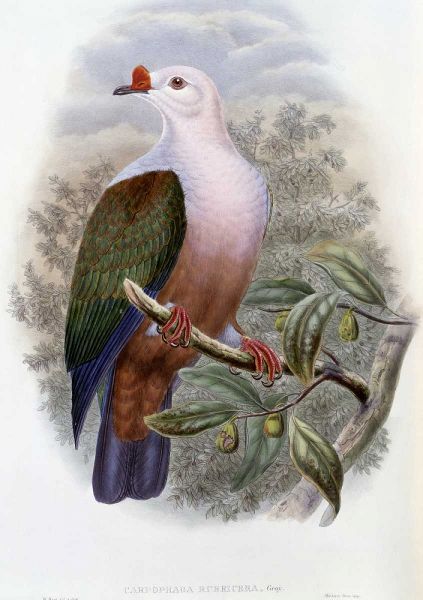 New-Ireland Fruit-Pigeon