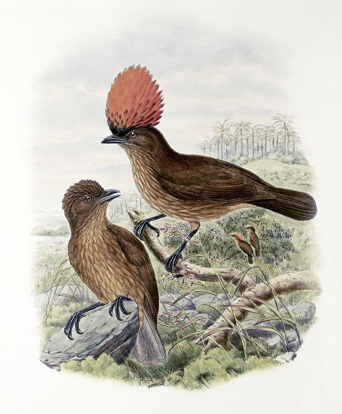 Orange-Crested Bower-Bird