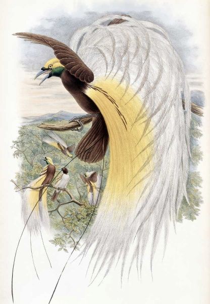 Papuan Bird of Paradise